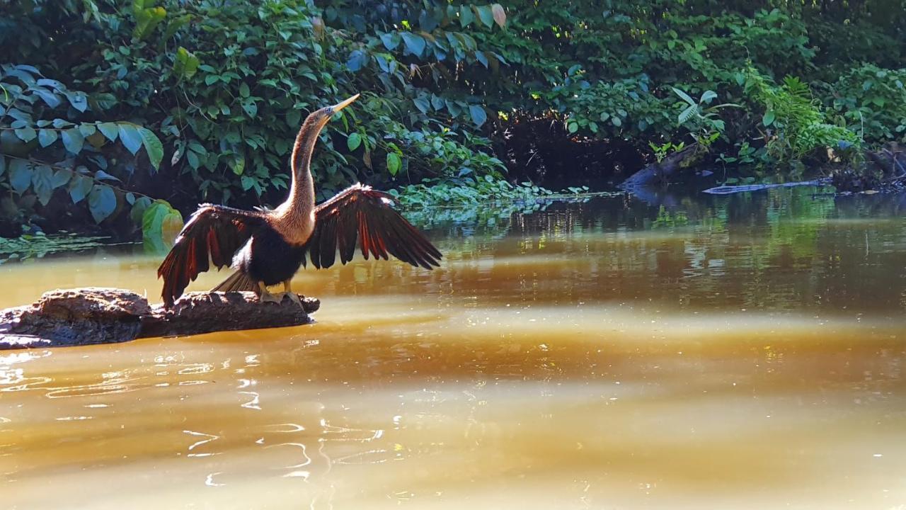 Green Macaw Hostel Tortuguero Zewnętrze zdjęcie