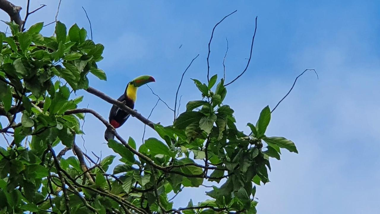 Green Macaw Hostel Tortuguero Zewnętrze zdjęcie