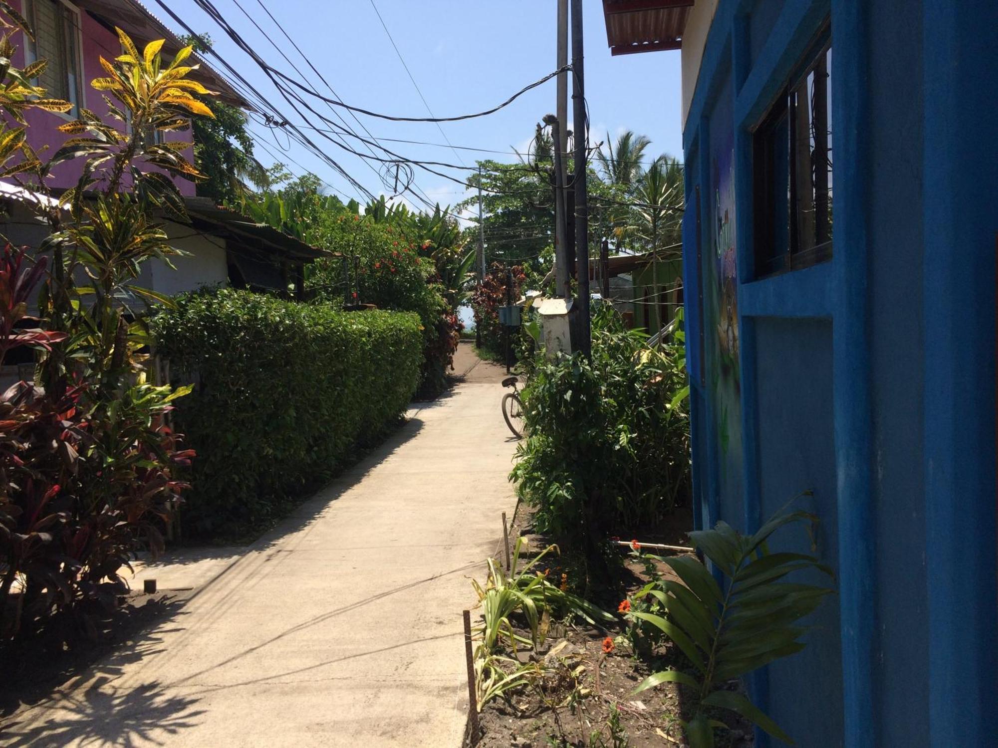 Green Macaw Hostel Tortuguero Zewnętrze zdjęcie