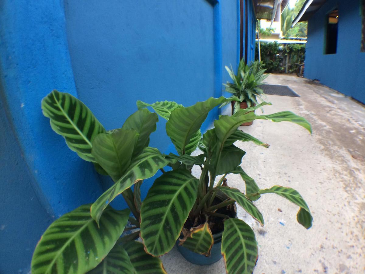 Green Macaw Hostel Tortuguero Zewnętrze zdjęcie