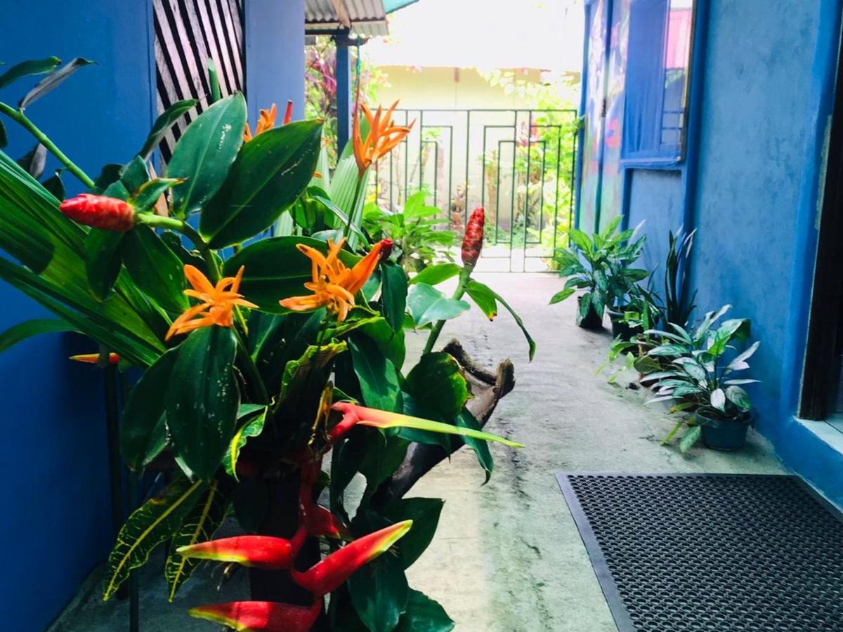 Green Macaw Hostel Tortuguero Zewnętrze zdjęcie